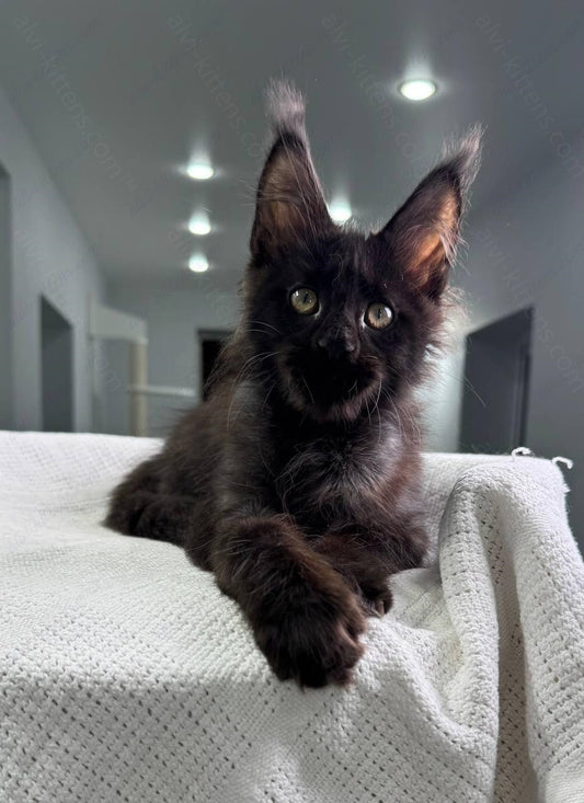 Maine Coon Kitten Name "Worthy"