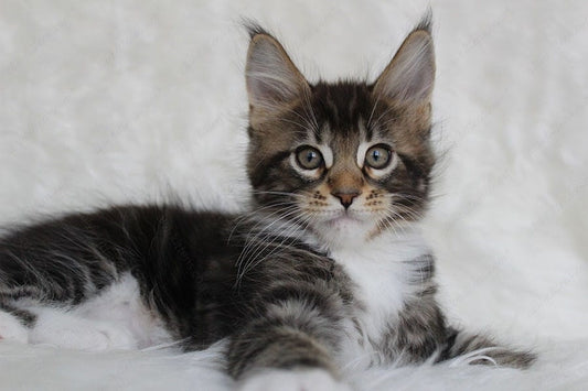 Maine Coon Kitten Name "Patrick"