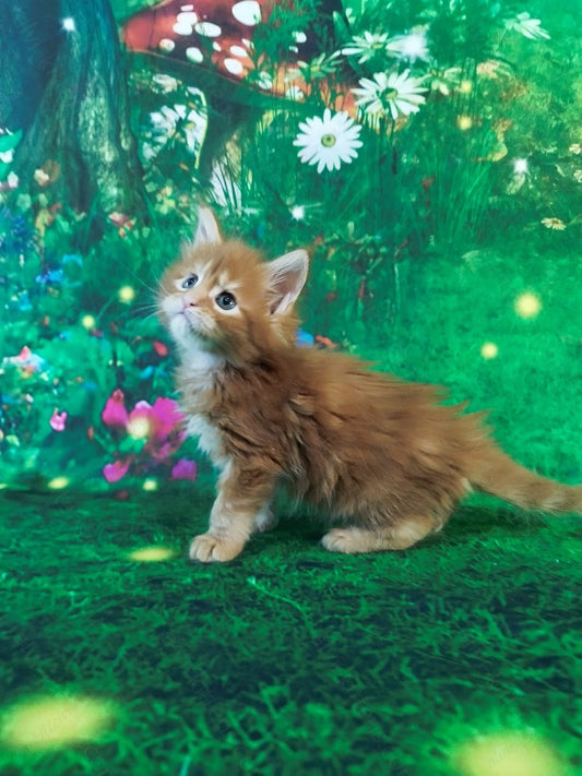 Maine Coon Kitten Name "Lord"