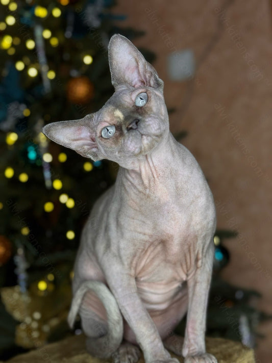 Canadian Sphynx Cat "CSf-023"