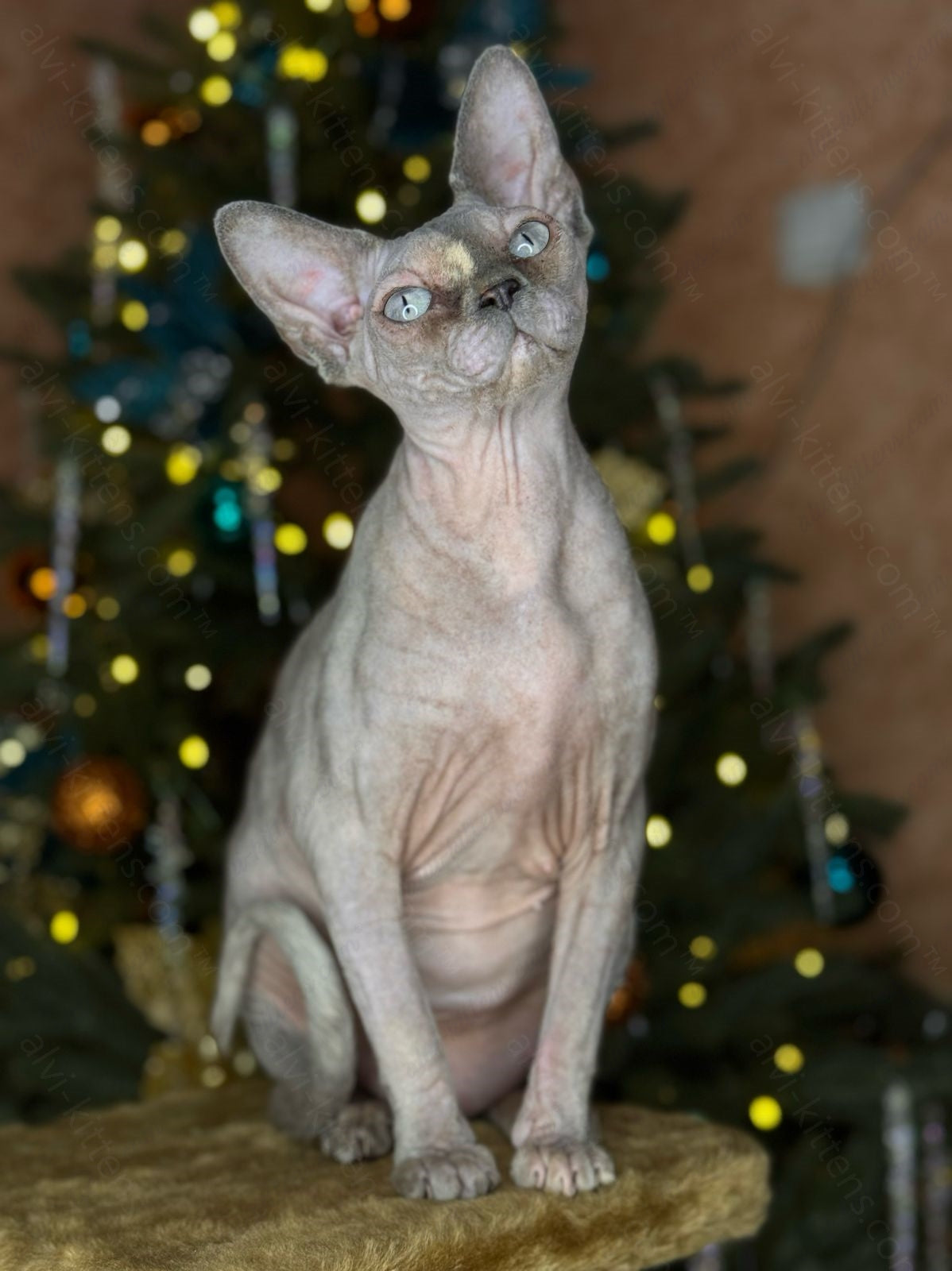 Canadian Sphynx Cat "CSf-023"