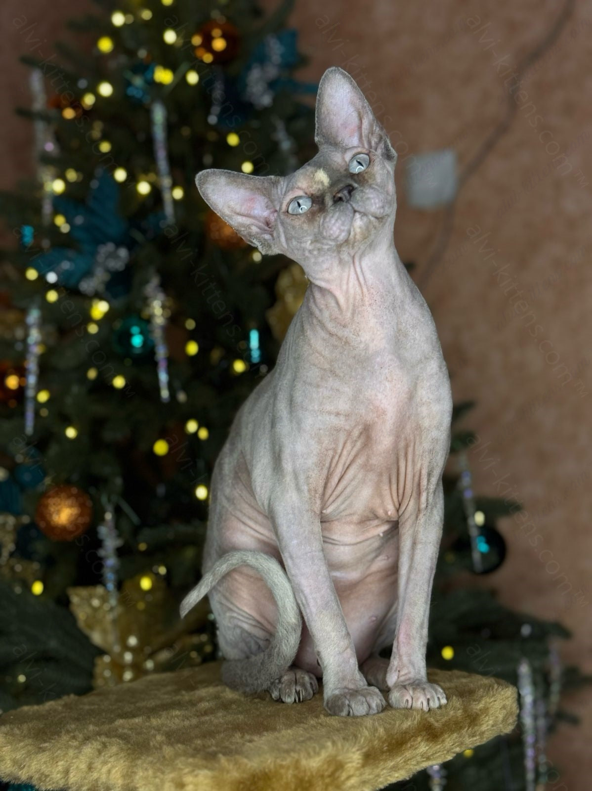 Canadian Sphynx Cat "CSf-023"