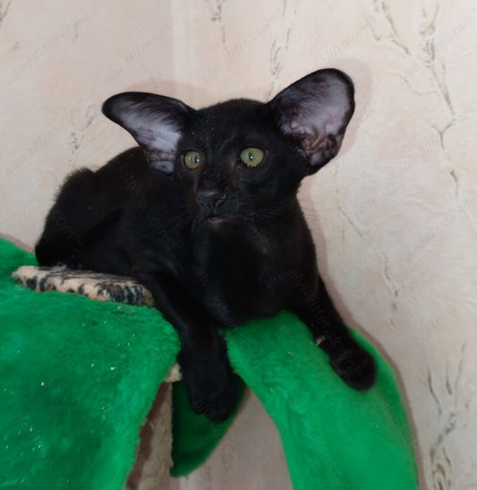 Oriental kitten name "ORm-021"