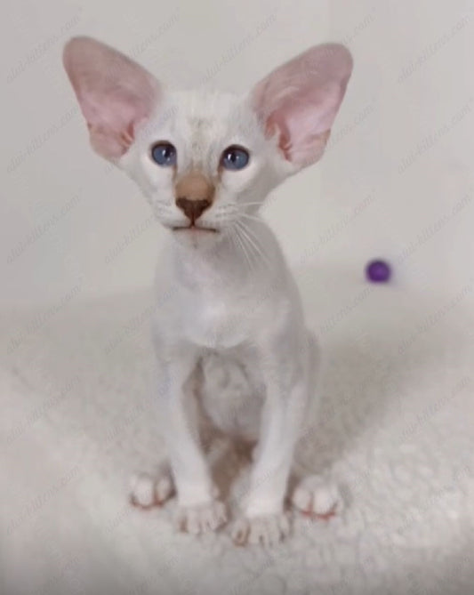 Oriental kitten name "ORm-023"