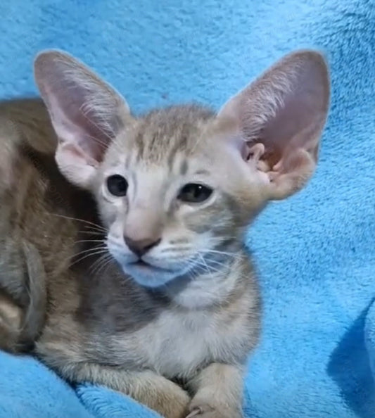 Oriental kitten name "ORf-005"