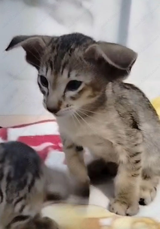 Oriental kitten name "ORm-024"