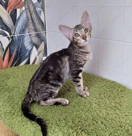Oriental kitten name "ORf-006"