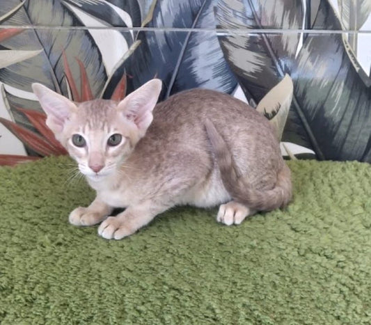 Oriental kitten name "ORf-007"
