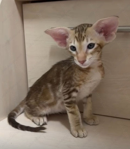 Oriental kitten name "ORm-025"