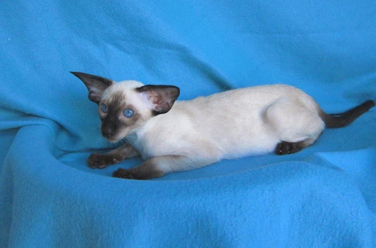 Oriental kitten name "ORm-026"