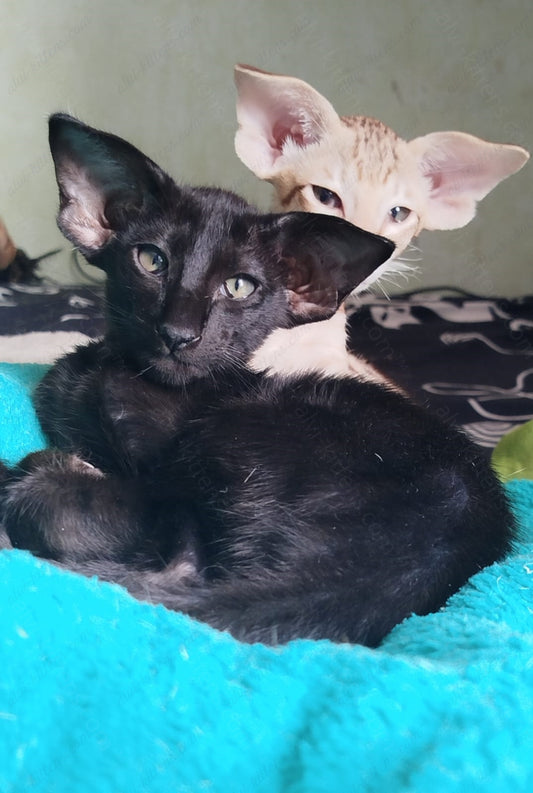 Oriental kitten name "ORm-029"