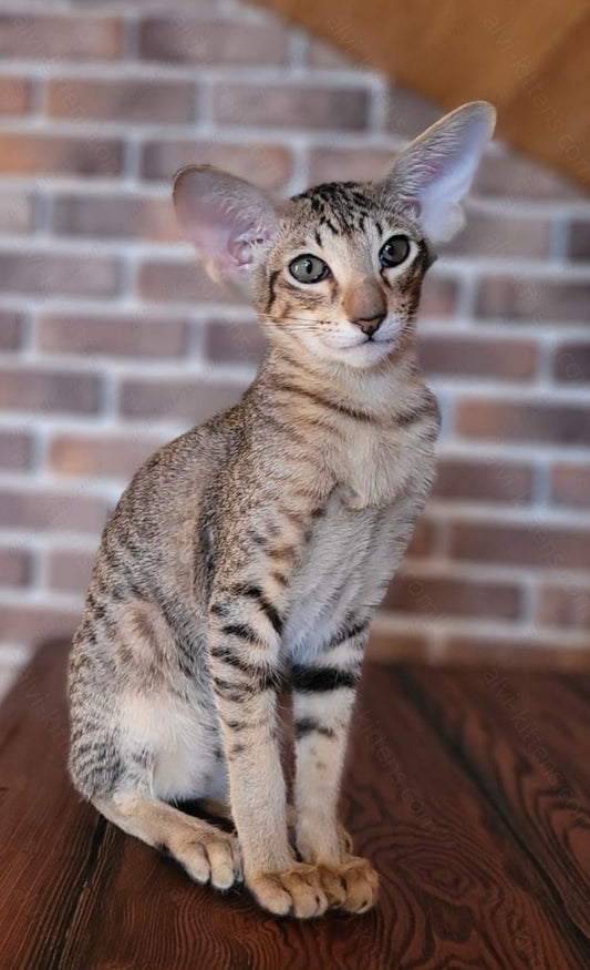 Oriental kitten name "ORf-011"