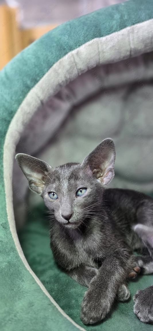 Oriental kitten name "ORf-012"