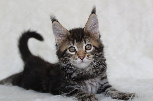 Maine Coon Kitten Name "Patricia"