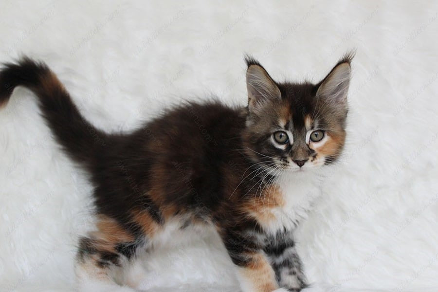 Maine Coon Kitten Name "Paprica"