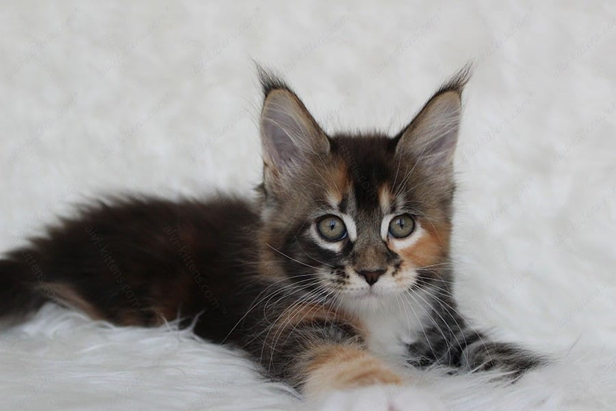 Maine Coon Kitten Name "Paprica"