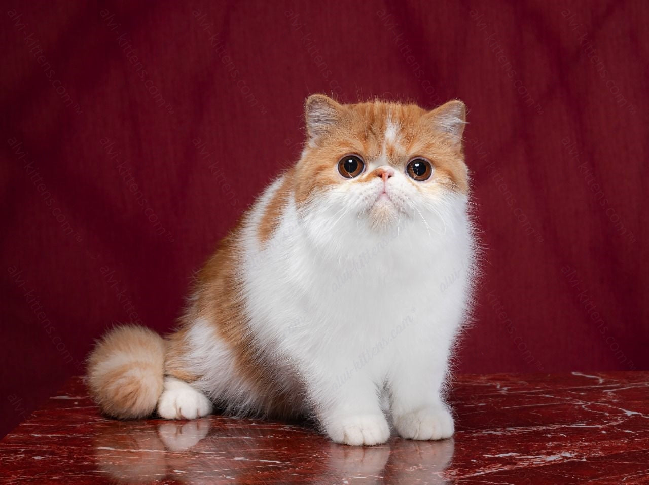 Exotic Shorthair Kitten Name "Sun"