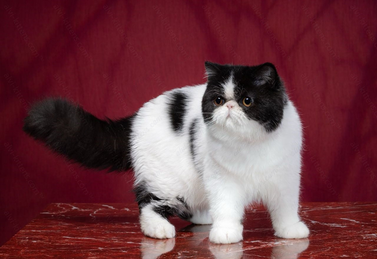 Exotic Shorthair Kitten Name "Miron"