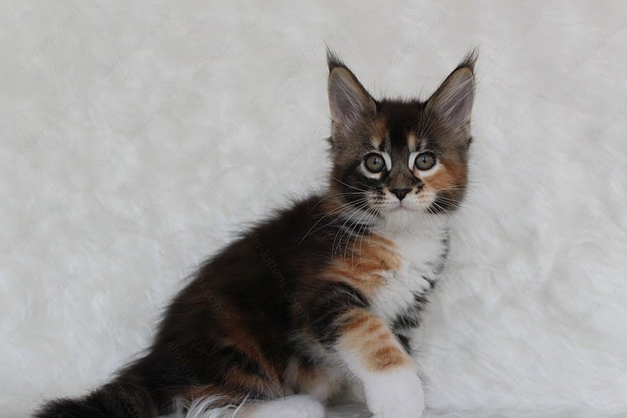 Maine Coon Kitten Name "Paprica"