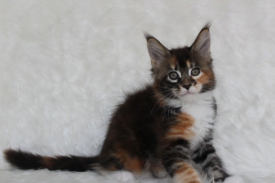 Maine Coon Kitten Name "Paprica"