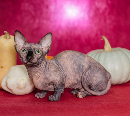 Bambino Kitten Name "Bf-08"
