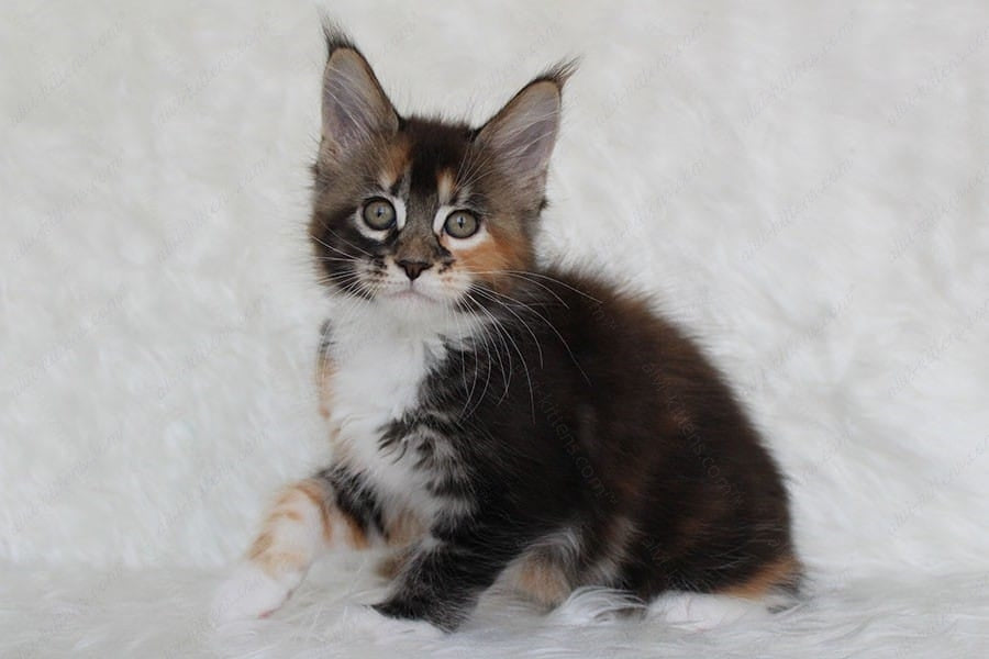 Maine Coon Kitten Name "Paprica"