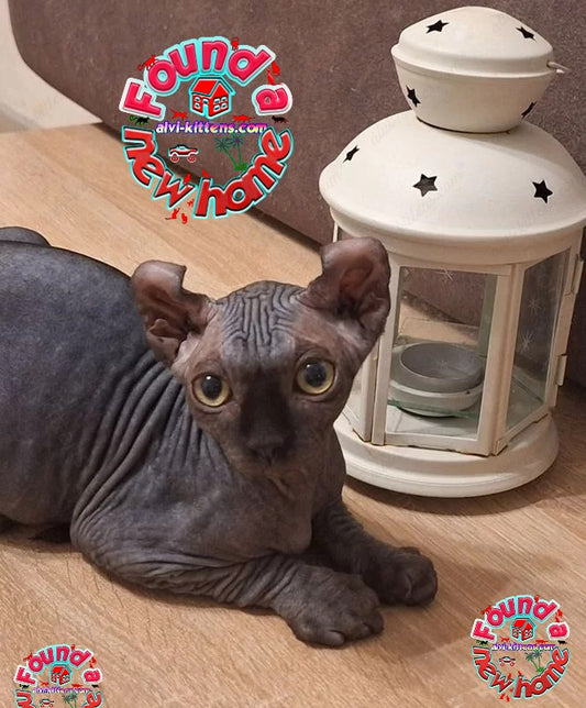 Elf  kitten name "Em-04"