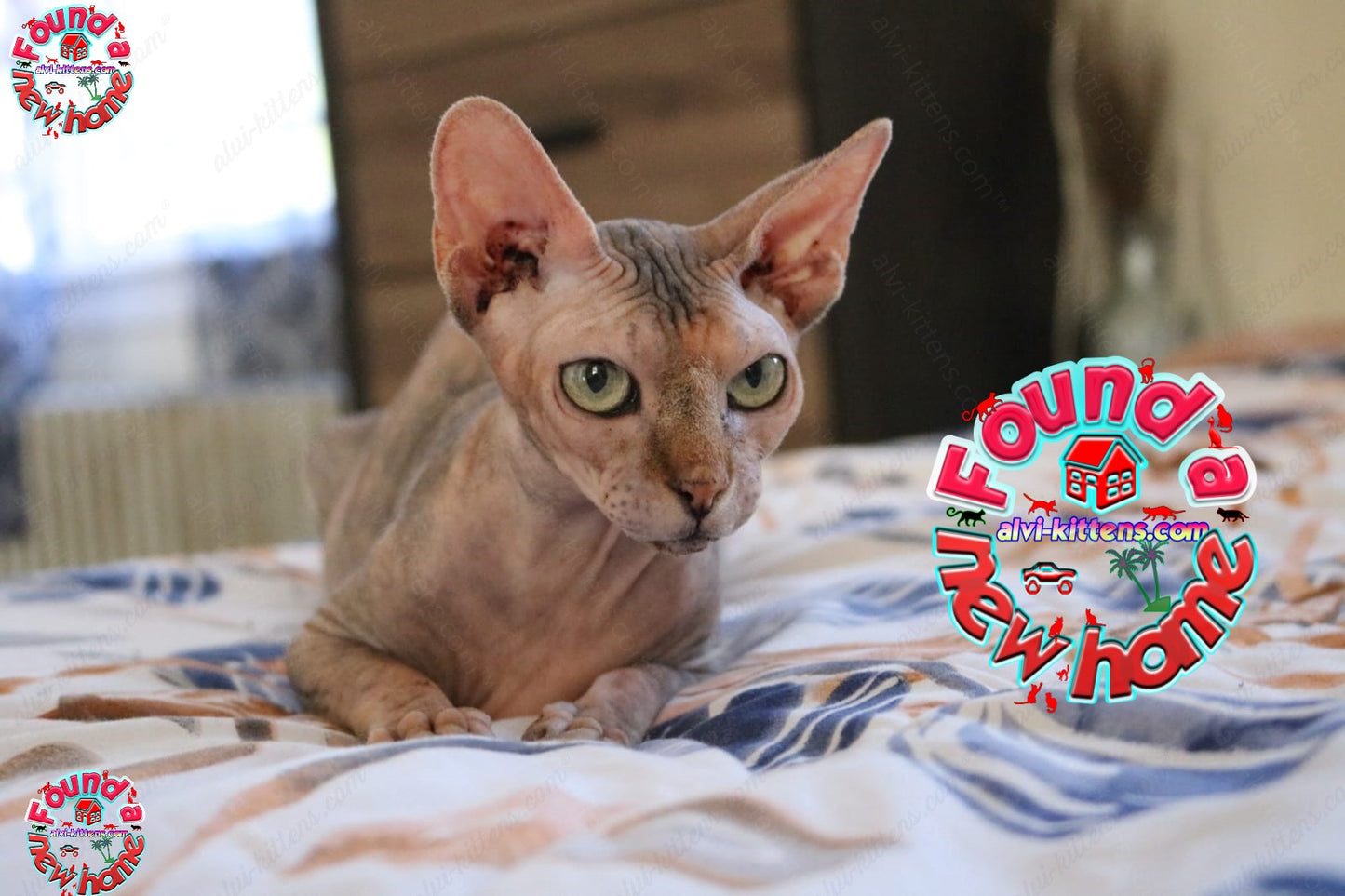 Canadian Sphynx Cat "CSf-017"  Available NOW in Connecticut