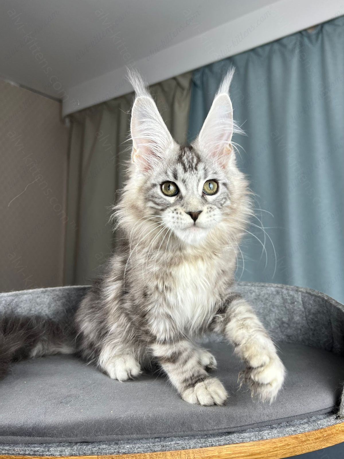 Maine Coon Kitten Name "Diamond"