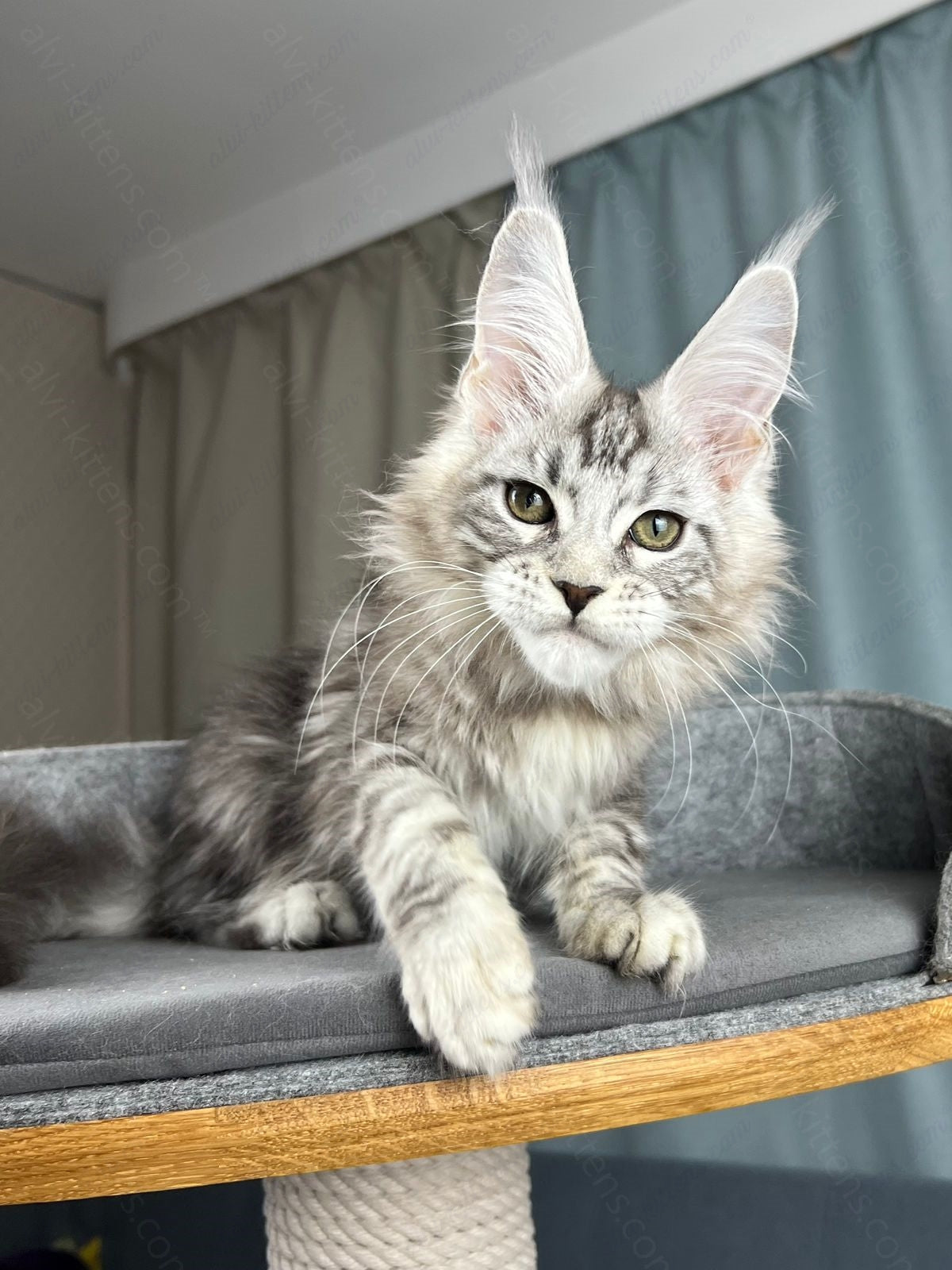 Maine Coon Kitten Name "Diamond"