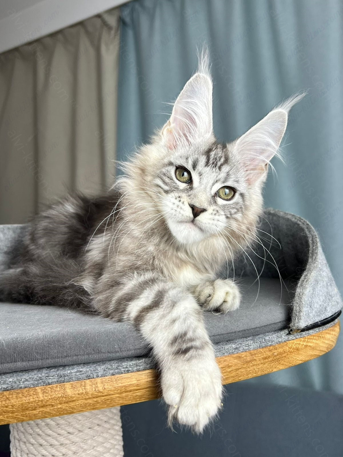 Maine Coon Kitten Name "Diamond"