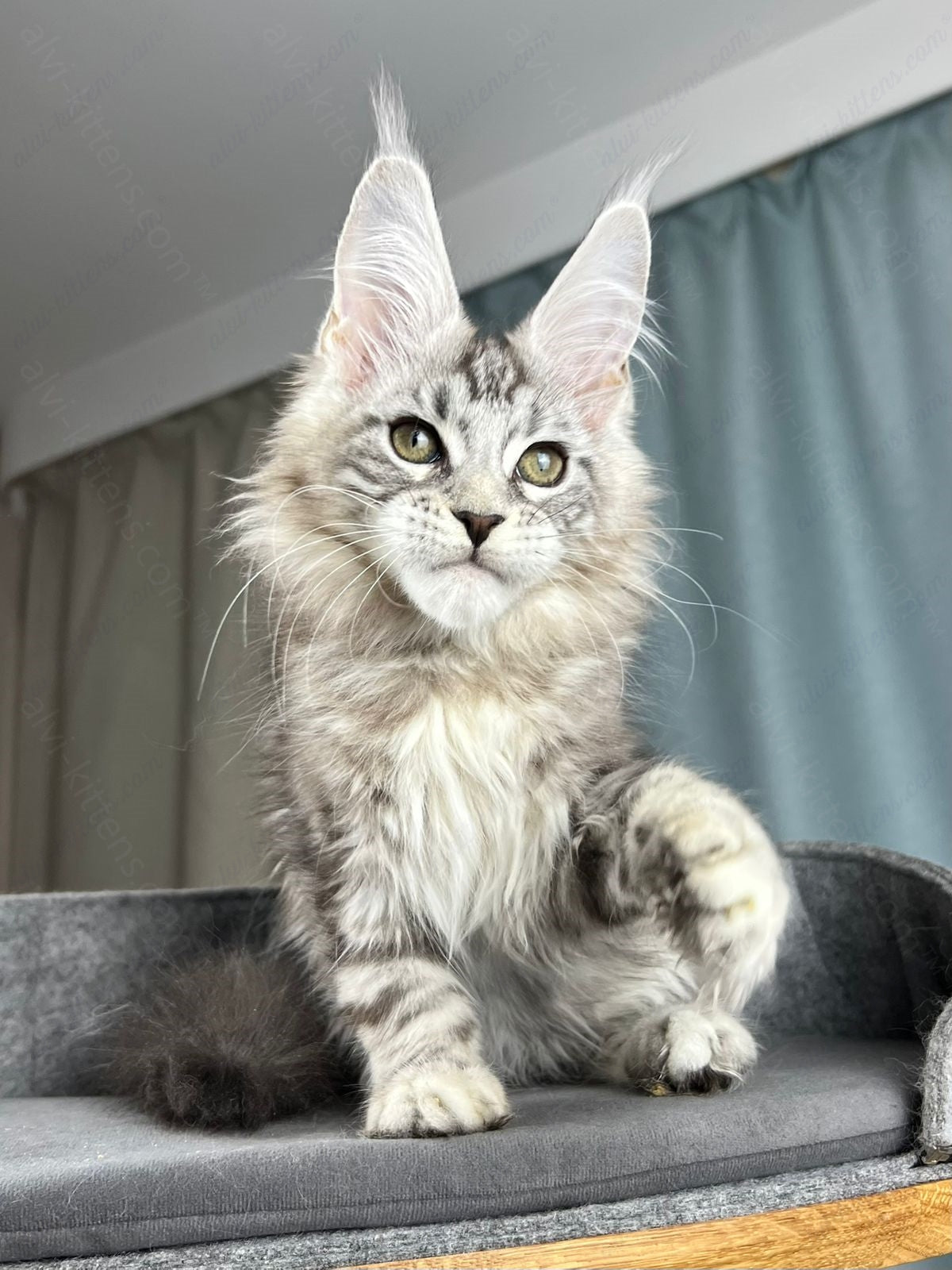 Maine Coon Kitten Name "Diamond"