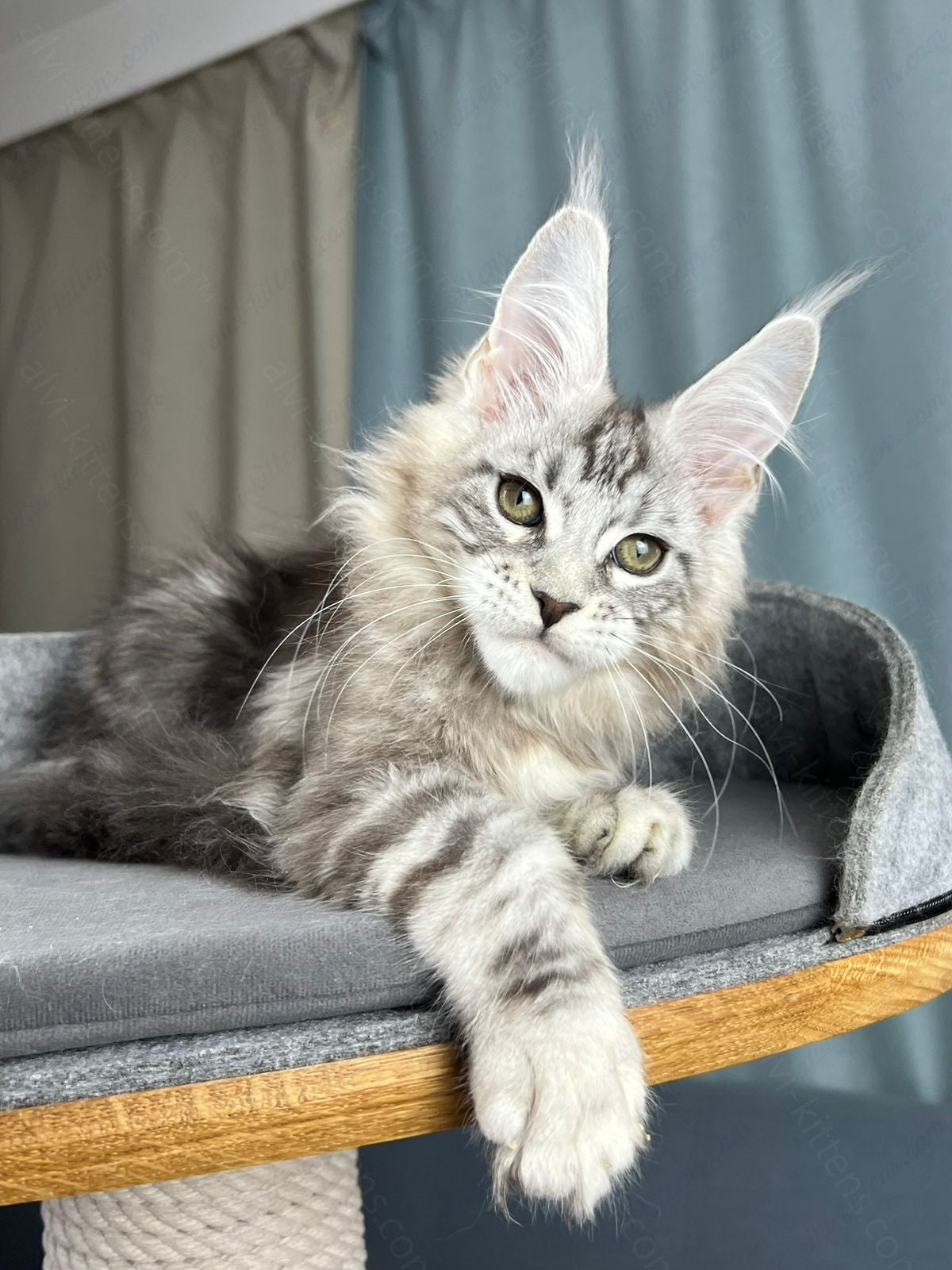 Maine Coon Kitten Name "Diamond"