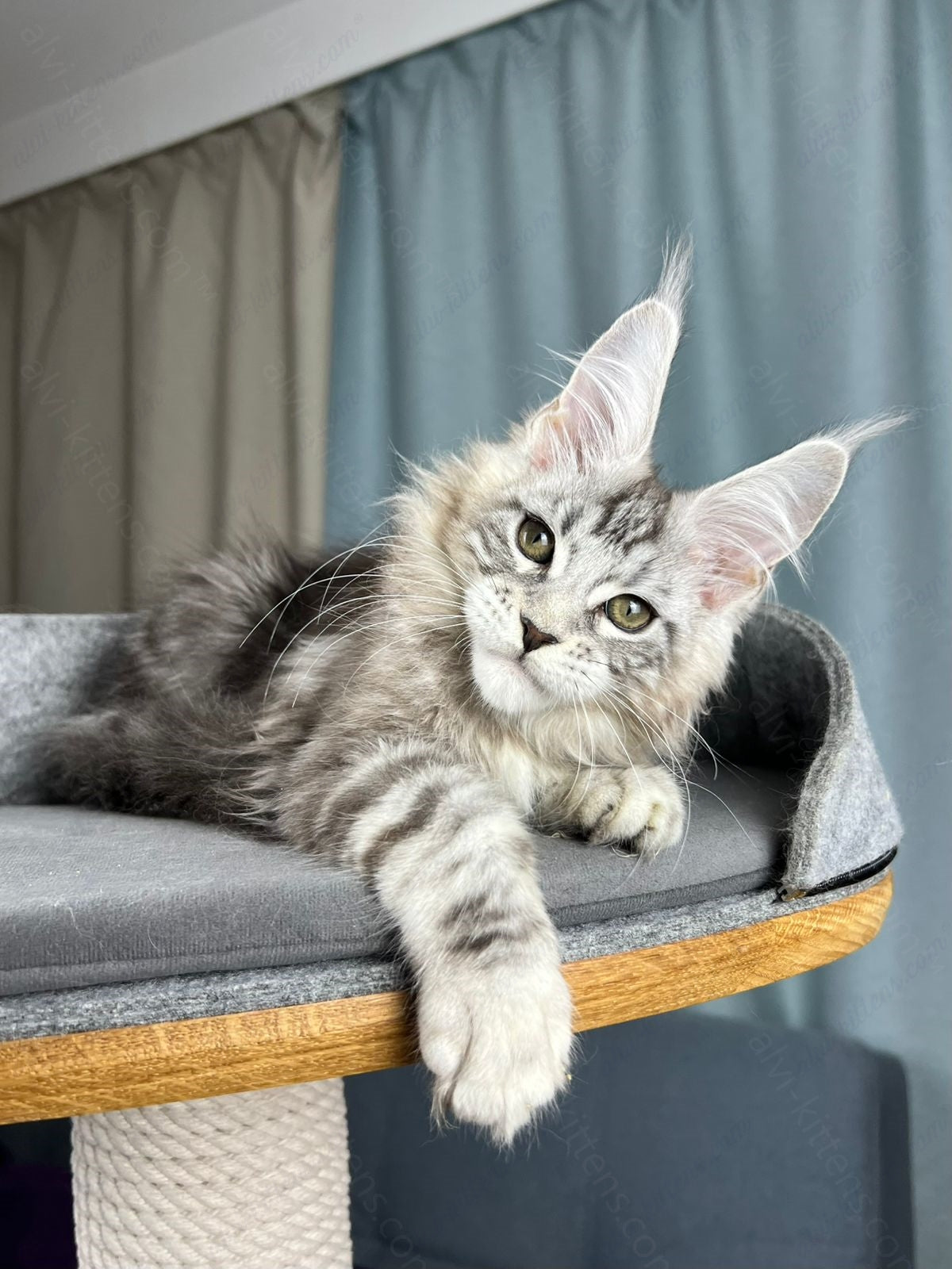Maine Coon Kitten Name "Diamond"