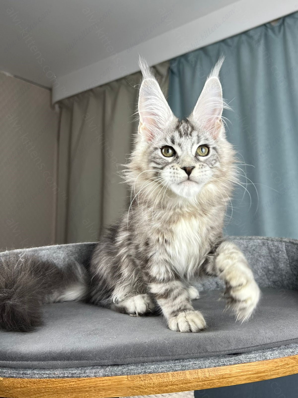 Maine Coon Kitten Name "Diamond"