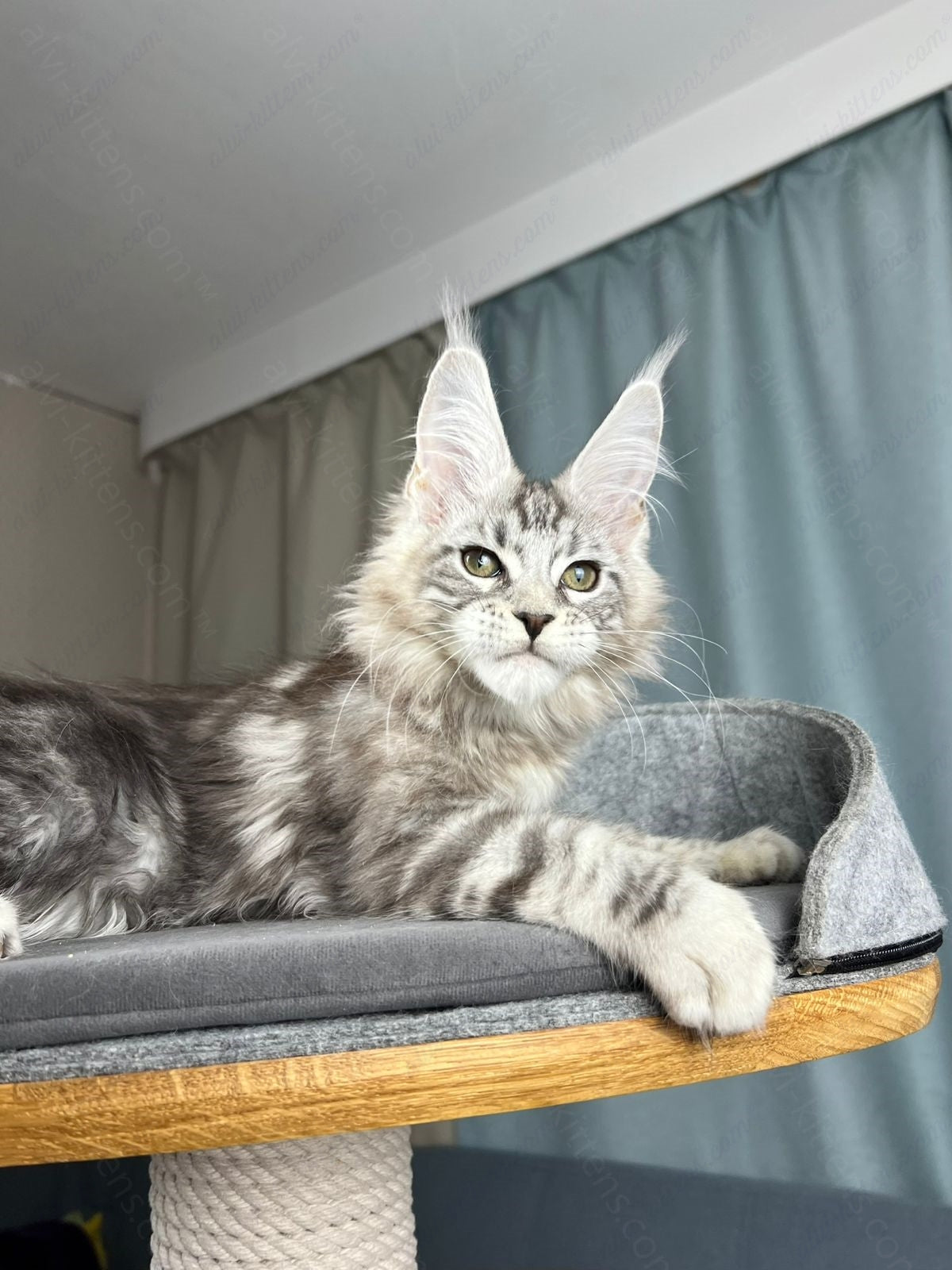Maine Coon Kitten Name "Diamond"