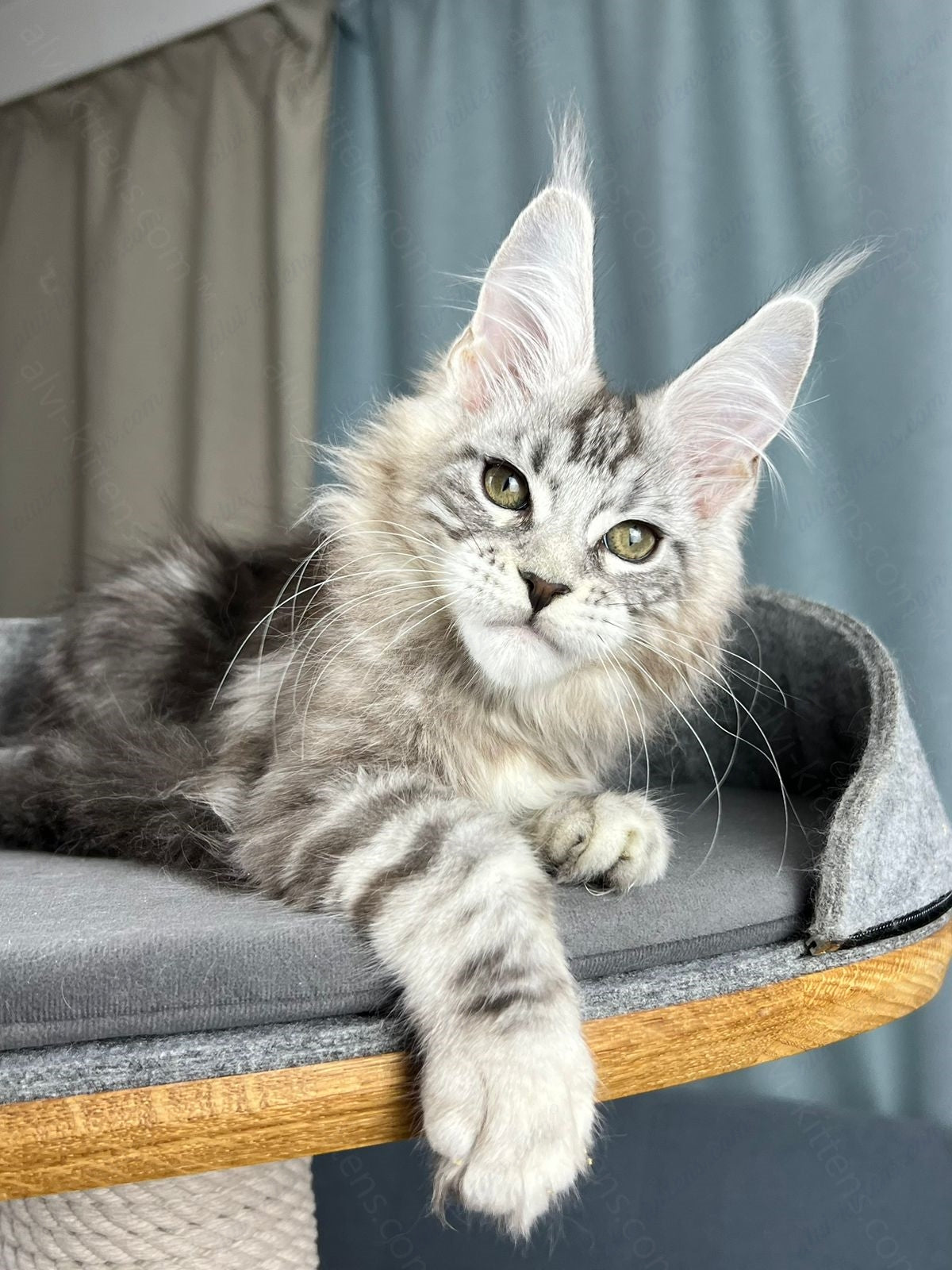Maine Coon Kitten Name "Diamond"