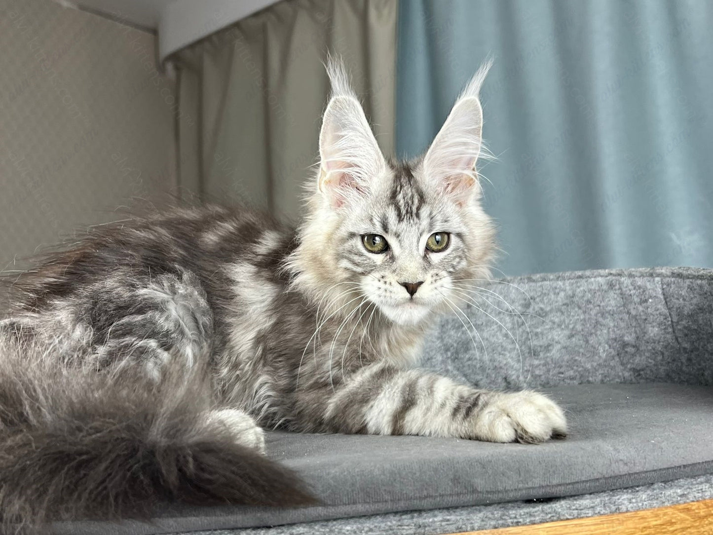 Maine Coon Kitten Name "Diamond"