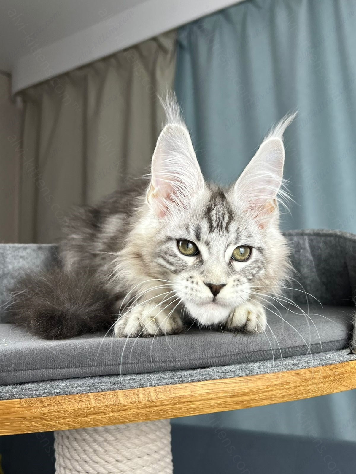 Maine Coon Kitten Name "Diamond"