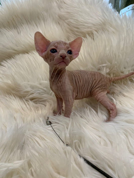 Canadian Sphynx Kitten "CSm-027"