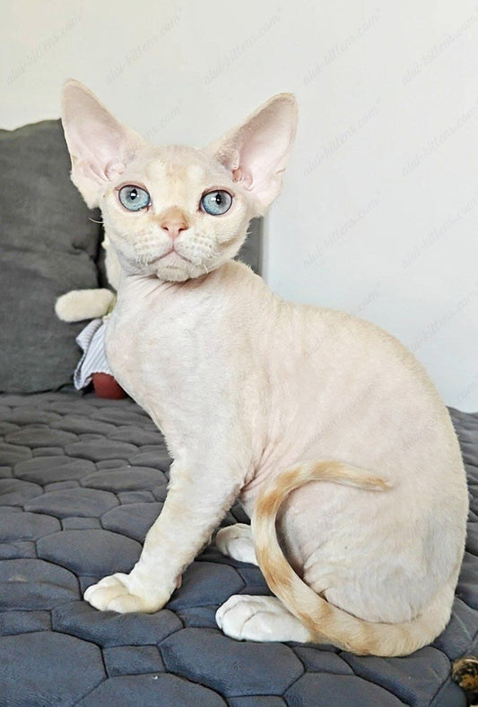 Devon rex kitten name "Koul"