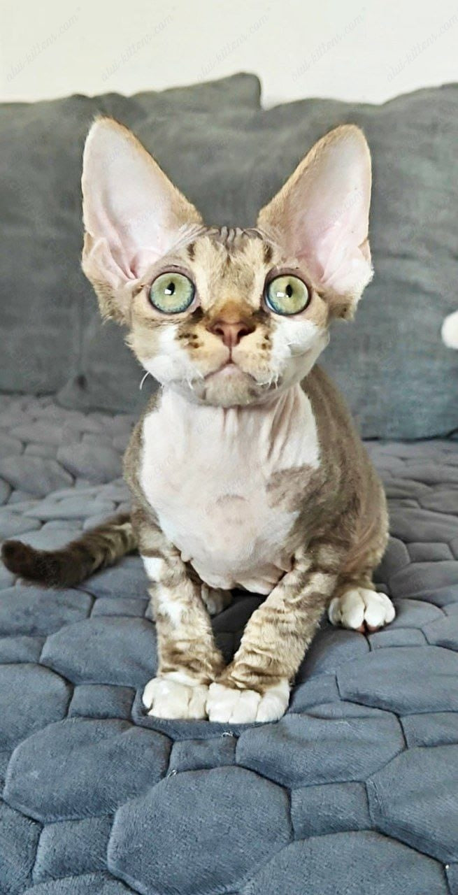 Devon rex kitten name "Kioshi"