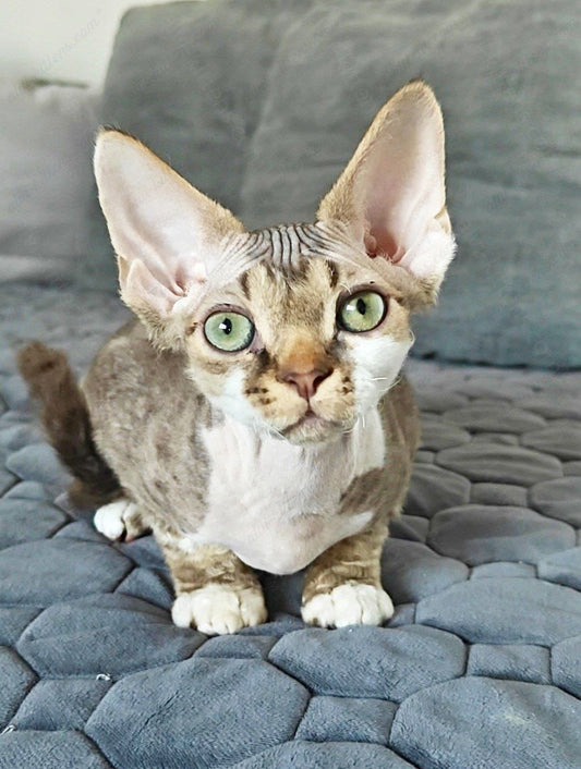 Devon rex kitten name "Kioshi"