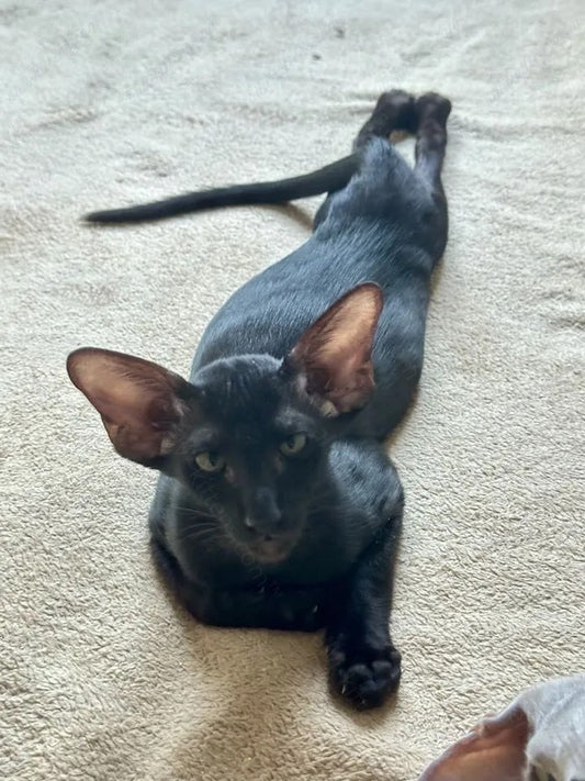 Oriental kitten name "ORm-x23"