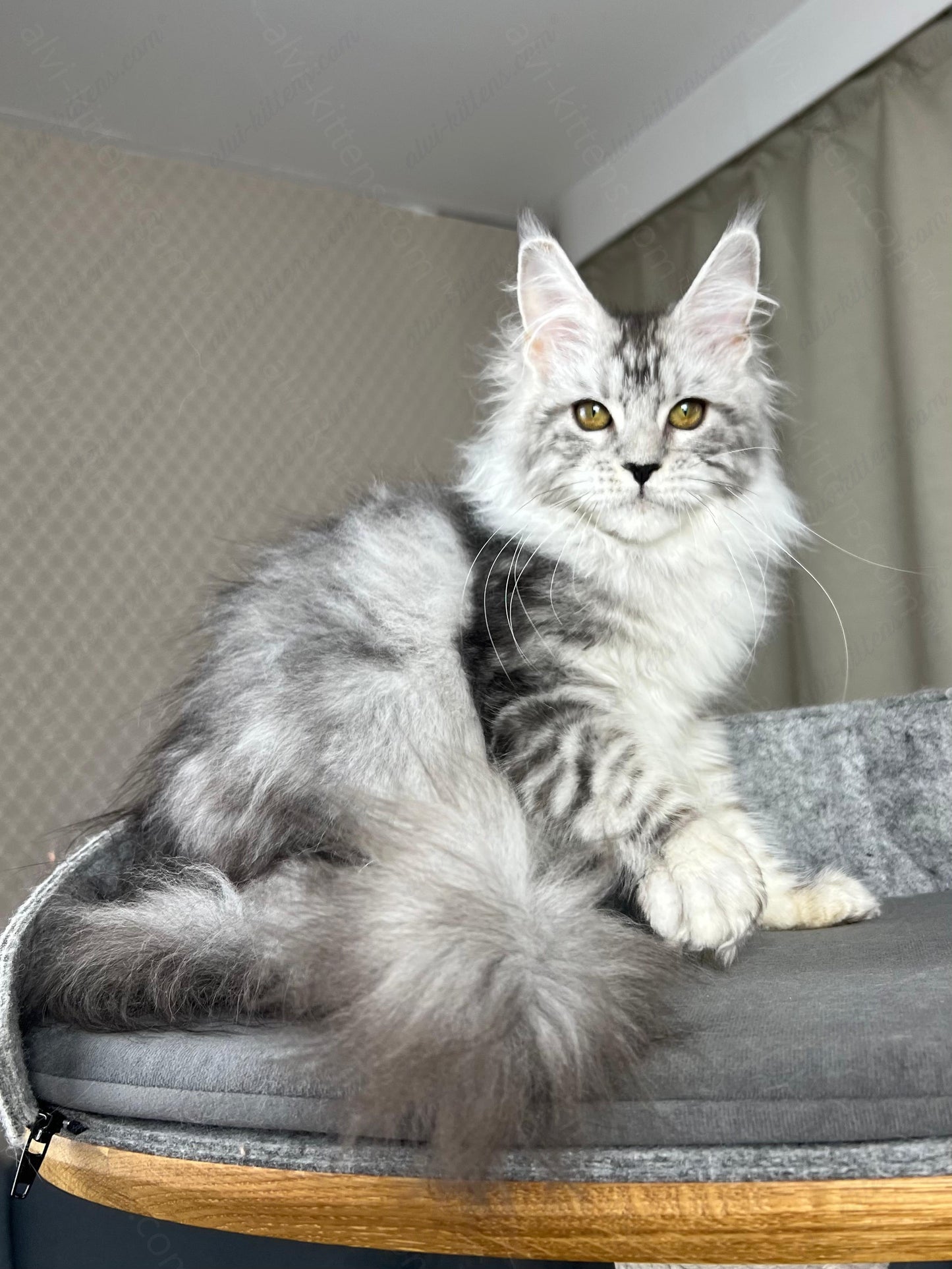 Maine Coon Kitten Name "Danika"