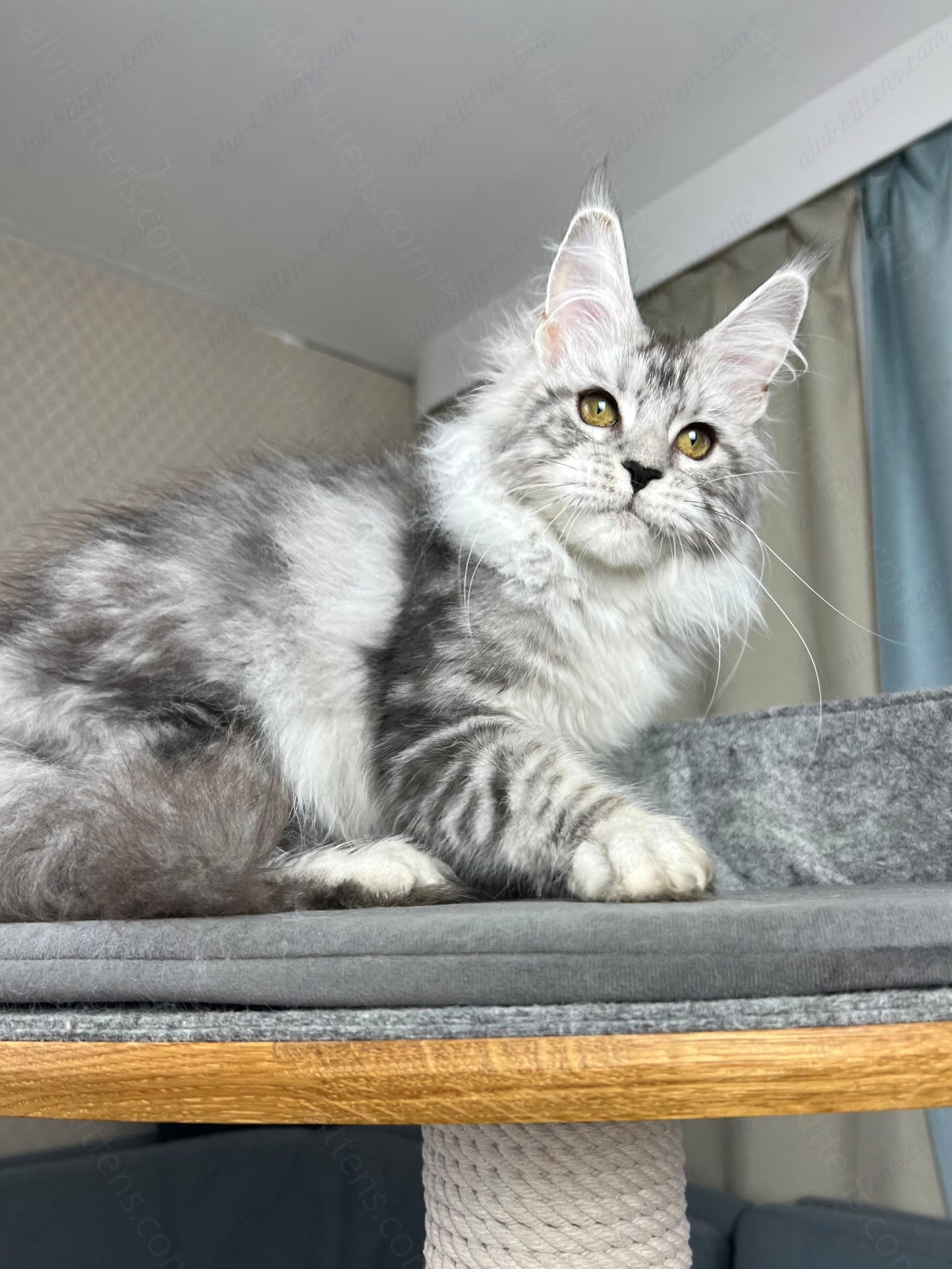Maine Coon Kitten Name "Danika"