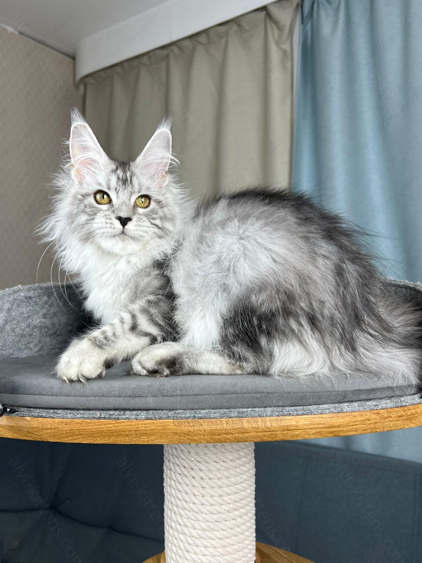 Maine Coon Kitten Name "Danika"