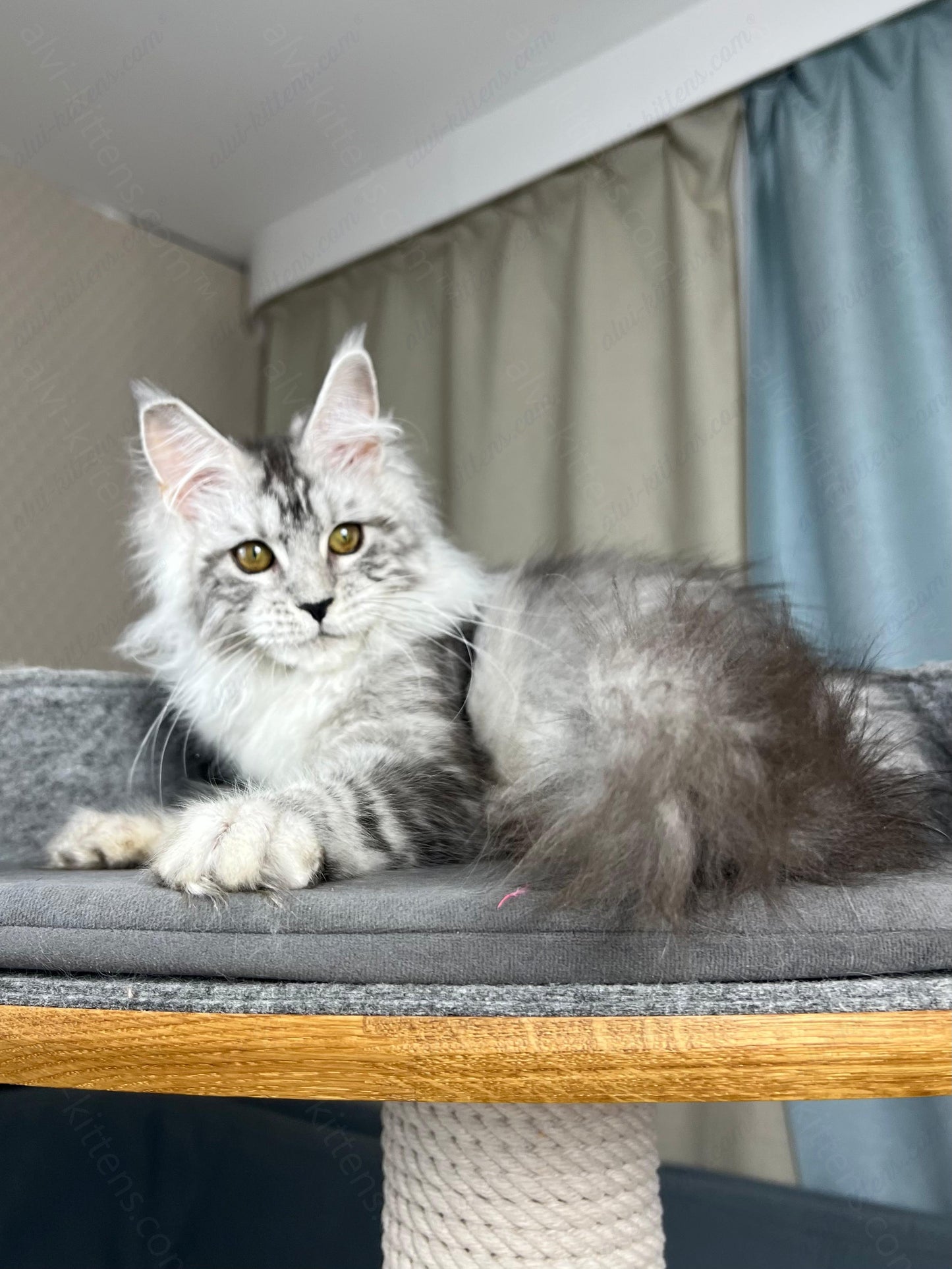 Maine Coon Kitten Name "Danika"