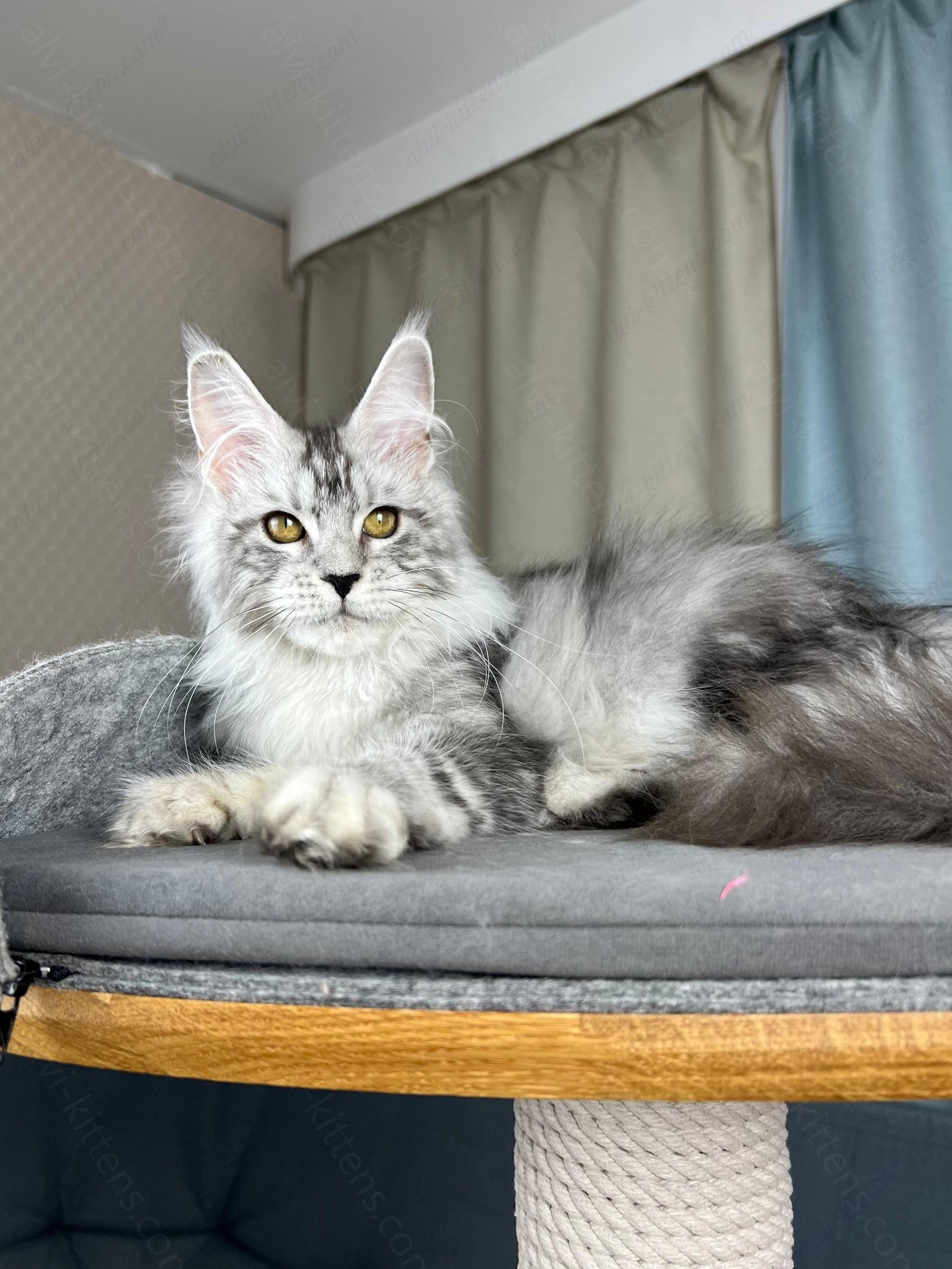 Maine Coon Kitten Name "Danika"