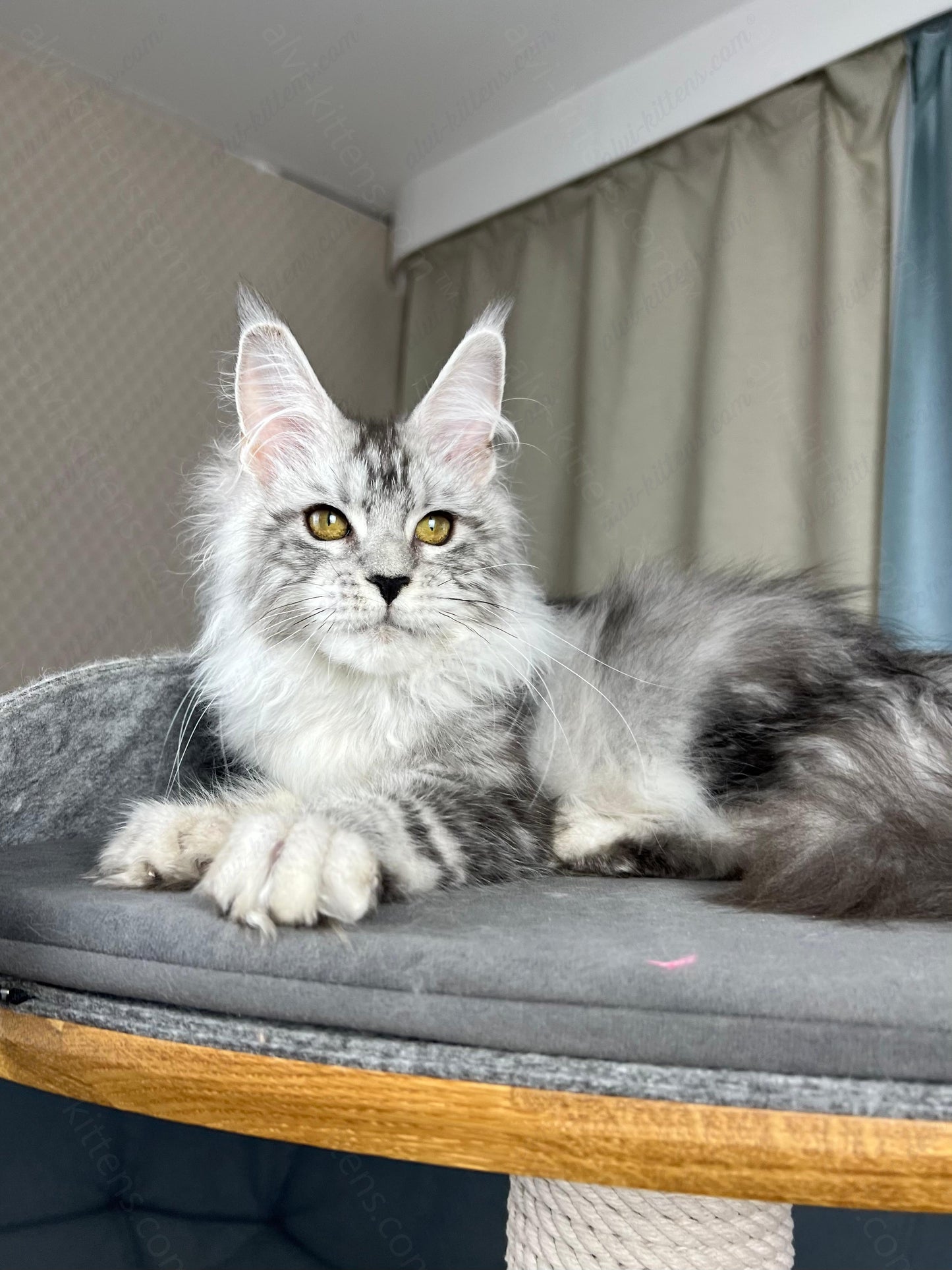 Maine Coon Kitten Name "Danika"